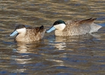 Puna Teal 1