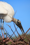 Wood Stork moving nest material, Wakodahatchee Wetlands, Florida