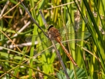 Norfolk Hawker