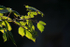 Flower  _FL_028