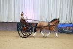 Class 3 - Alison Thomas Memorial Lady Whip portfolio