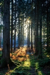 Spruce Ride Sunrise