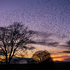 Starlings