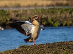 Egyptian Goose