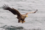 sea-eagle-catching-fish2