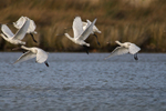 Six Spoonbills taking off from the lagoon