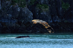 Humpback Whale at Point Doran, Prince William Sound, Alaska