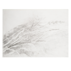 Three Grasses II
