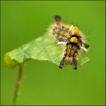 Vapourer Moth Caterpillar
