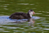 Coot chick at Otmoor