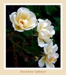 Rosa helenae 'Lykkefund'