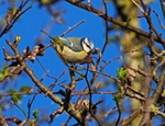 Blue Tit