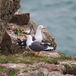 Lesser Black-backed Gulls