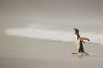 Gentoo Penguin scuttles from sea, Saunders Island, Falklands
