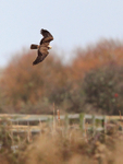 Marsh Harrier (female) hunting over Holme Marshes
