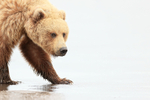 Brown Bear searching for clams, Silver Salmon Creek, Alaska
