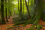 Thorncombe Woods, Puddletown, Dorset