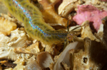 Phyllodoce mucosa