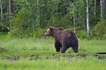 Brown Bear