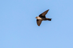Crag Martin