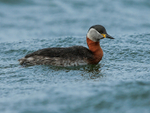 Red-necked Grebe, Farmoor Reservoir