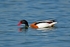 Shelduck