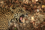 Male Jaguar snarling at female, Corixo Negro, Mato Grosso, Brazil