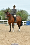 Cls 74 Warmblood portfolio