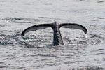 Fluke Dive 0A3A1240