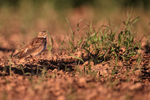 Calandra Lark calling, Mongai, Spain