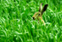 European Hare - Farmland