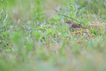 Palm Warbler portfolio