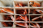 HCF002: Live langoustines
