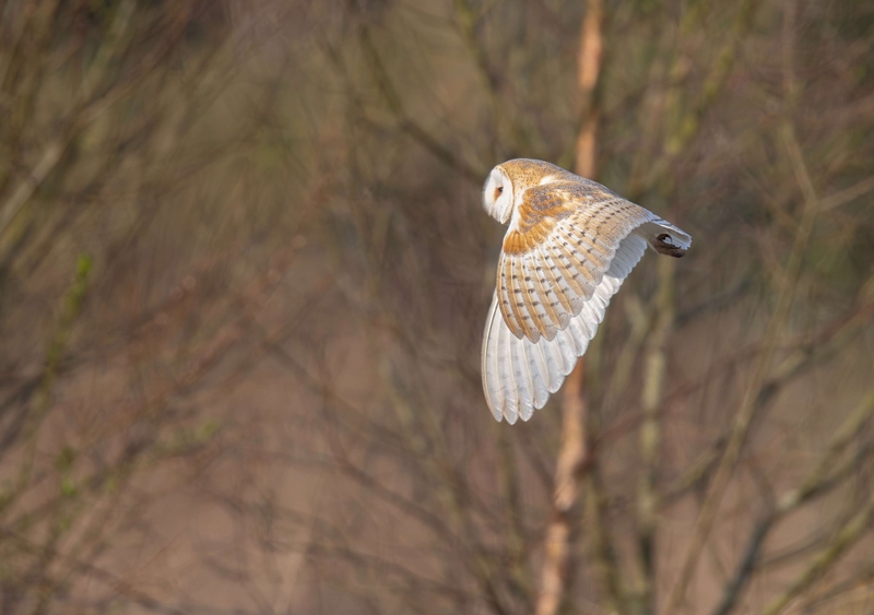 Barn Owl - Lunt Meadows nature reserve - Thornton - Liverpool