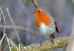 Robin