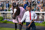 150526-Race 5-Rahiebb-3012