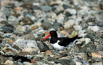 Oystercatcher