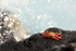 Sally Lightfoot Crab & sea spray, Isla Lobos, San Cristobal, Galapagos