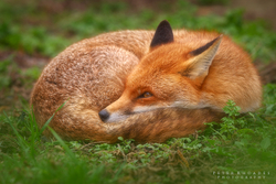 Red Fox
