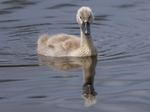 Signet