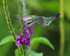 Canivet's Emerald (female) feeding, Costa Rica