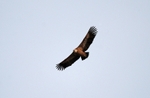 Griffon Vulture