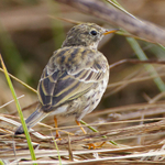 Meadow Pipit on the ground at Otmoor