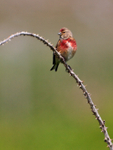 Linnet (male) perched on a thorny branch