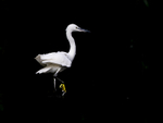 Little Egret