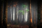z4155 Early Morning Mist, Firestone Copse