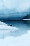 Eider (male) standing on iceberg, Jokulsarlon, Iceland