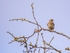 Woodlark