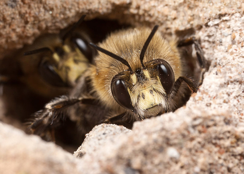 I'm fortunate to have lots of holes in my house wall favoured by hairy-footed Flower Bees ([i]Anthophora plumipes[/i]…