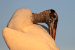 Wood Stork preening back, Wakodahatchee Wetlands, Florida